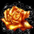 /album/fotogaleria/golden-rose-by-auralife-d3ek3um-jpg1/
