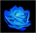 /album/fotogaleria/modra-ruza-jpg/