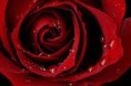 /album/fotogaleria/fototapeta-bordova-ruza-343-jpg-small-jpg/